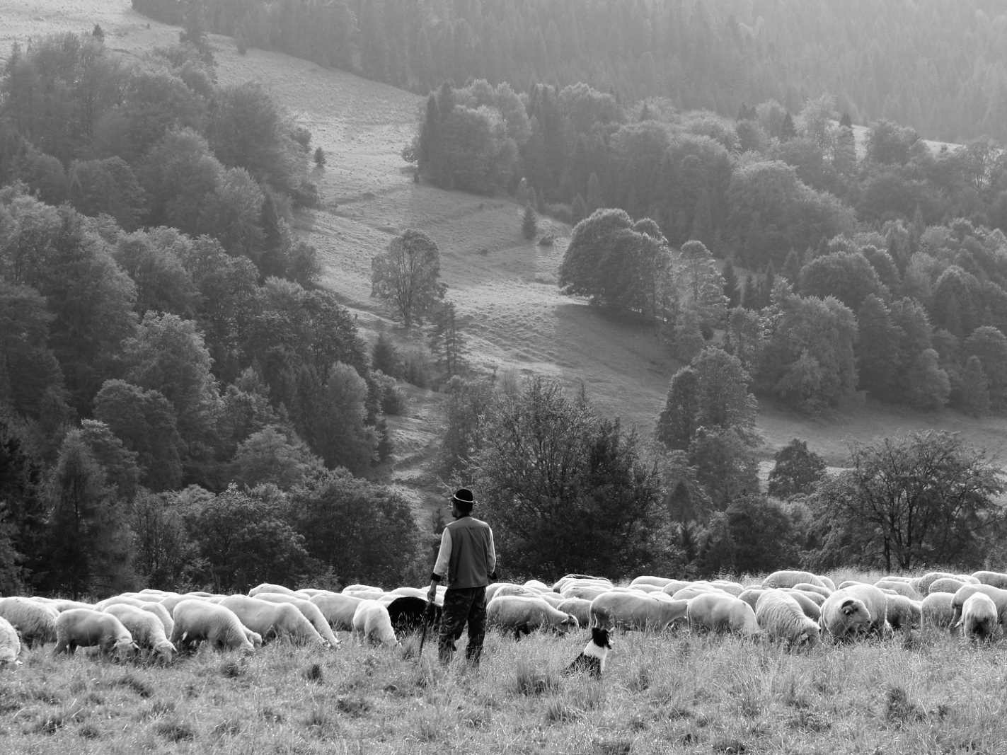 Bača s ovcami