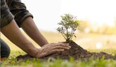 Zo zeme (s Barbarou) / Záchrana mladého stromu bez koreňov