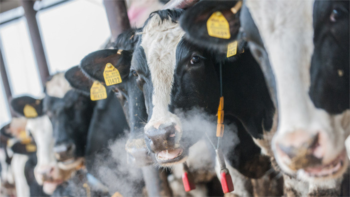 Adoptiere eine Kuh – Projekt zur Erhöhung des Milchverbrauchs in der Slowakei