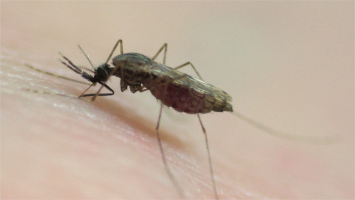 Climate change brings mosquitoes and tropical diseases to Slovakia – topic of the day