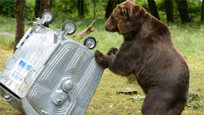 Hohe Tatra: Der Bär ist los