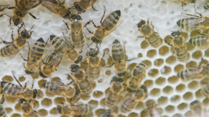 Förster wollen Bienenzucht wiederbeleben