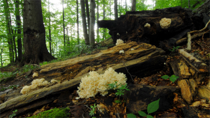ЮНЕСКО расширило территорию буковых лесов Словакии в Списке всемирного наследия 