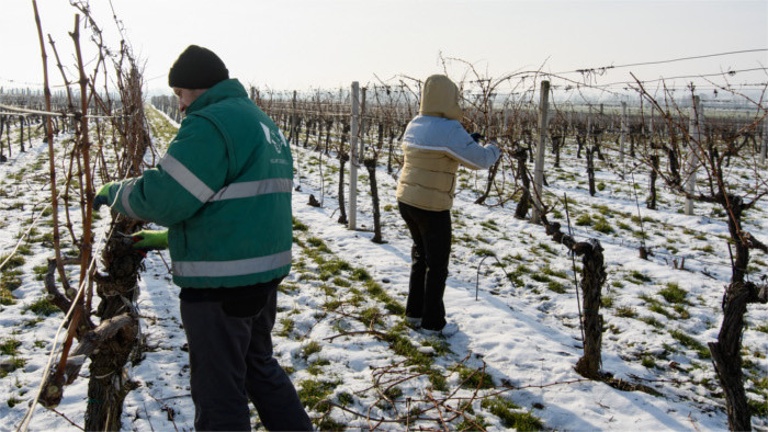 En Eslovaquia crece el interés en la vitivinicultura