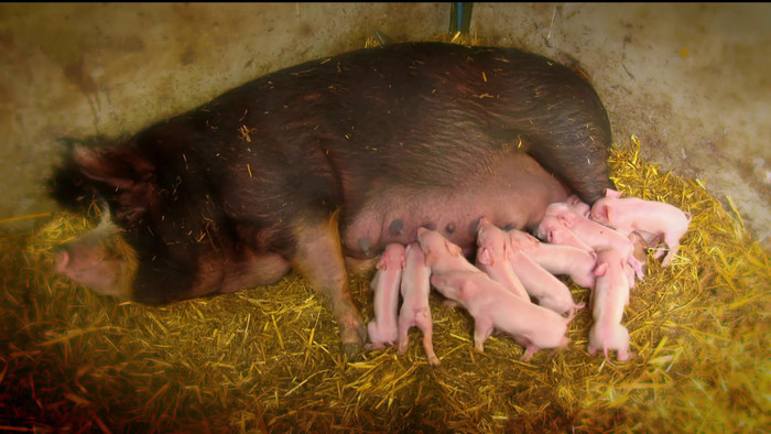 Úžasné pôrody zvieratiek