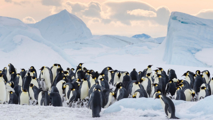 Putovanie tučniakov