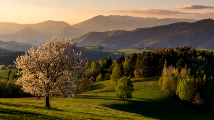 Kvety, stromy a kry Slovenska