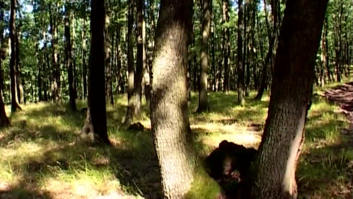 Slovenské lesy