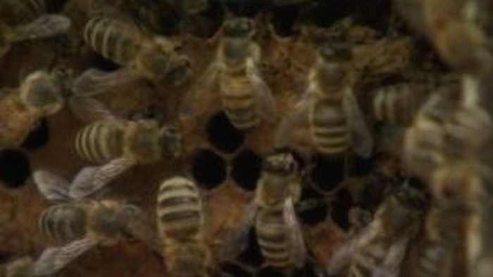 Záhada miznúcich včiel