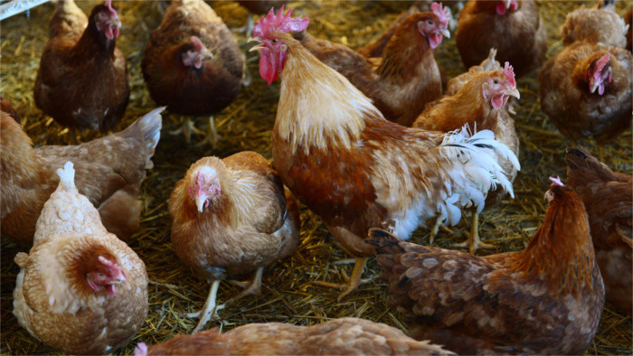 Confined in cages: Will the future be brighter for Slovak hens?