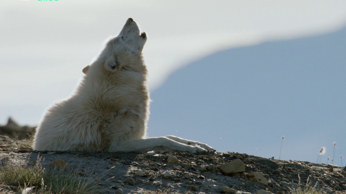 Bieli vlci - duchovia Arktídy
