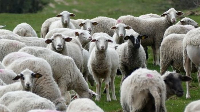 Jedinečný chov oviec sa na Slovensku začal počas krízy