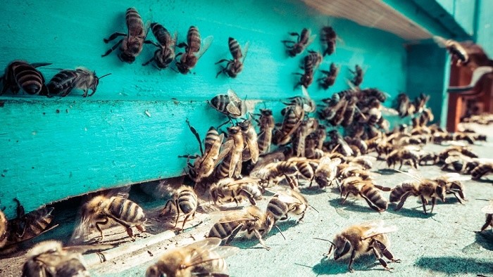 Keď včely plačú, zásah včelára je nevyhnutný