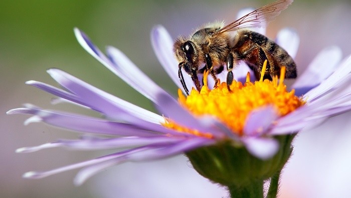 Tip na výlet: Včely, prehliadka umenia aj hotel pre hmyz