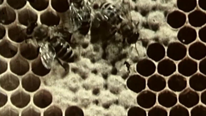 Škôlkari si vyskúšali, ako žijú včely v úli