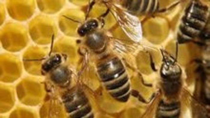 Prístroj na ničenie včelých škodcov