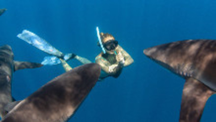 Francúzska Polynézia a Mexiko – ochrana žralokov 