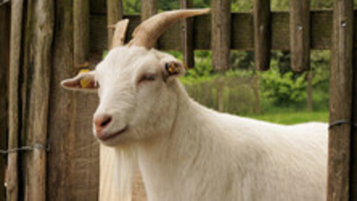 Medzi chovateľmi - Prečo aj ochranárske združenia chovajú kozy či ovce?