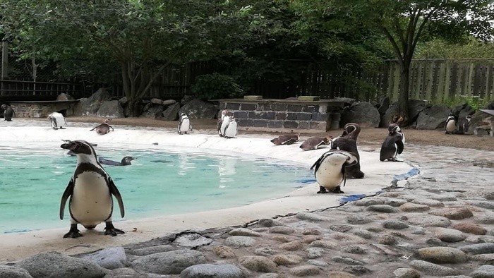 В Кошице вылупились птенцы перуанского пингвина