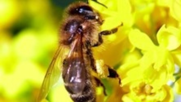 Trnavské mestské včely nájdete aj v botanickej záhrade
