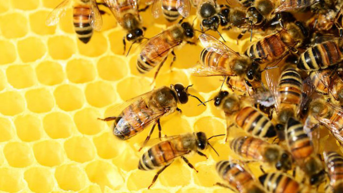 Včelársky spolok v Senici vznikol pred sto rokmi  