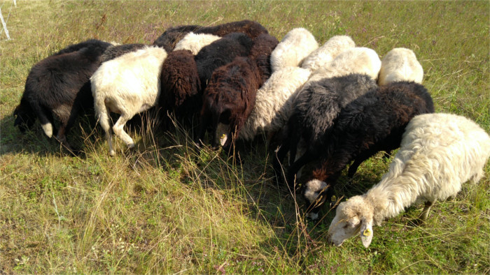 Schafe als grenzüberschreitende Landschaftspfleger