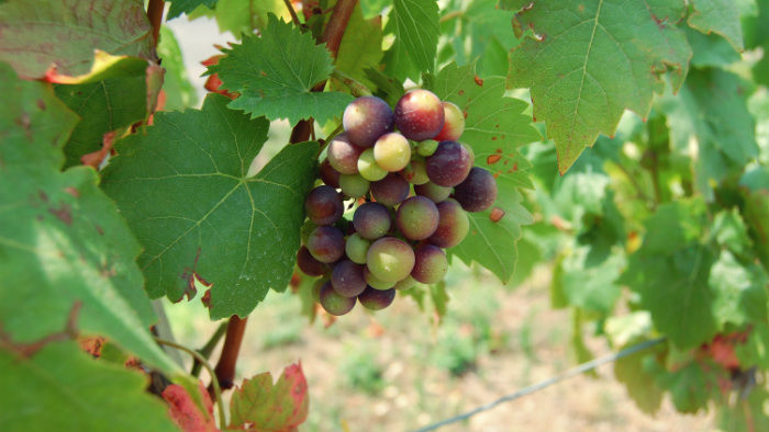 Vinohradníckou oblasťou Tokaj – 3. časť