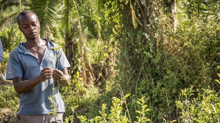 Farmár Emmanuel Kayanja nás previedol po svojej lesnej škôlke, kde musí so svojimi spoločníkmi ručne polievať sadeničky citrusov