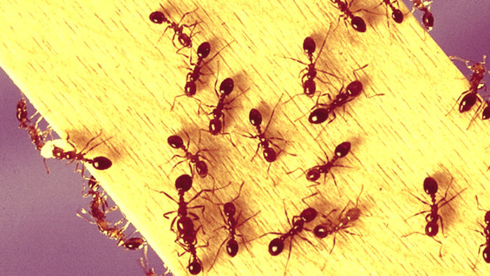 Glosa týždňa Karola Horáka: Mravce
