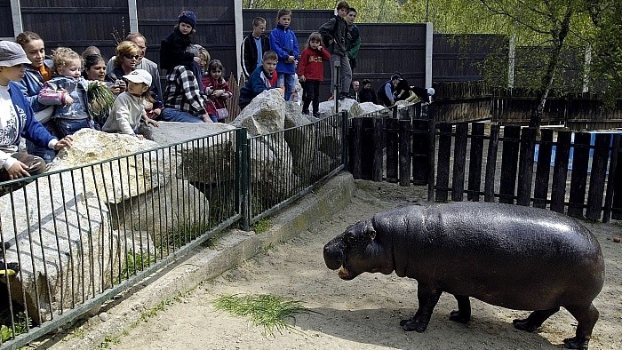 Животные в Братиславском зоопарке по-разному охлаждаются в жару