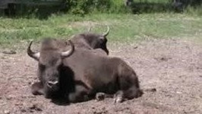 En Eslovaquia se halla una selva particular, donde aun viven bisontes salvajes
