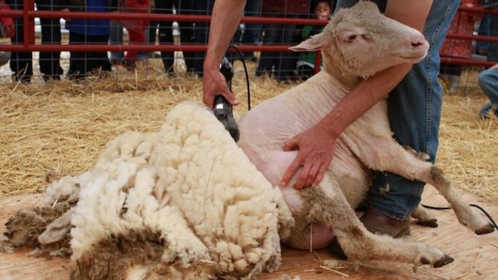 Medzinárodné majstrovstvá v strihaní oviec