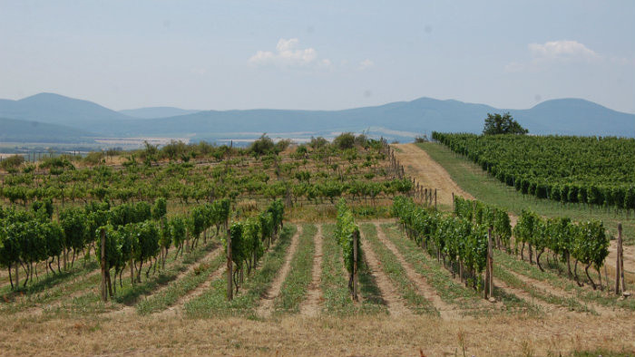 Vinohradníckou oblasťou Tokaj – 1. časť 