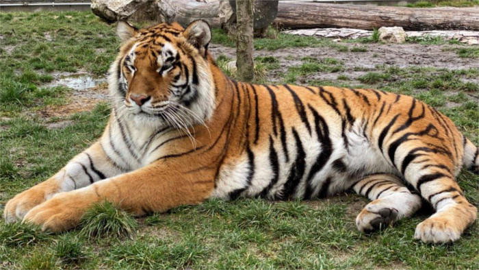 Malkia Park: Ein neues Zuhause für Großkatzen