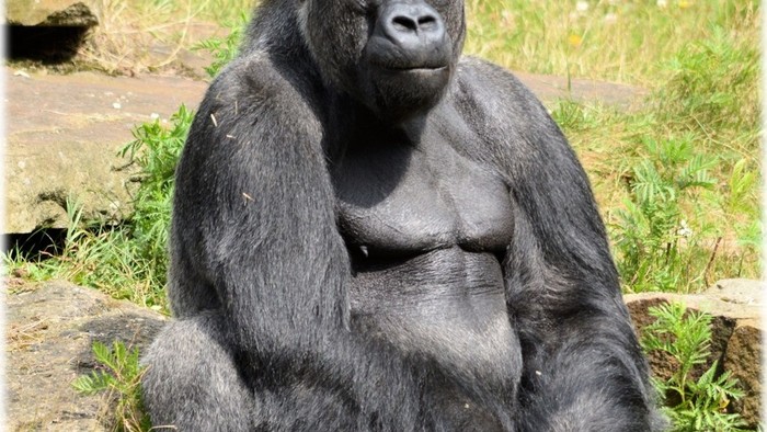 gorilla, zdroj Pixabay.jpg