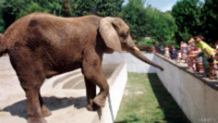 V bojnickej ZOO vybudujú nový pavilón pre slony