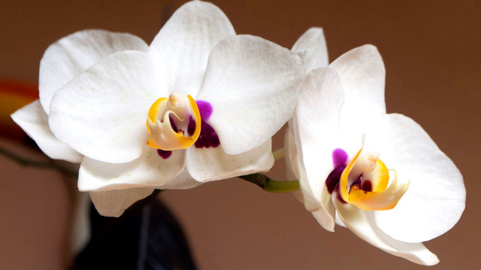 Presádzanie orchideí