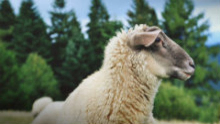 20 rokov od naklonovania ovce Dolly