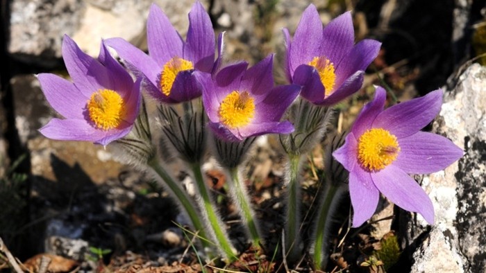 Eva Faksová: Jarné kvety