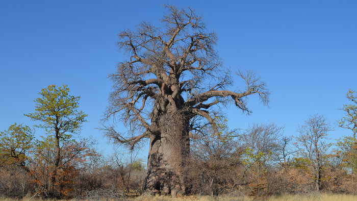 Botswana – baobaby, soľné pláne a stanovanie v divočine