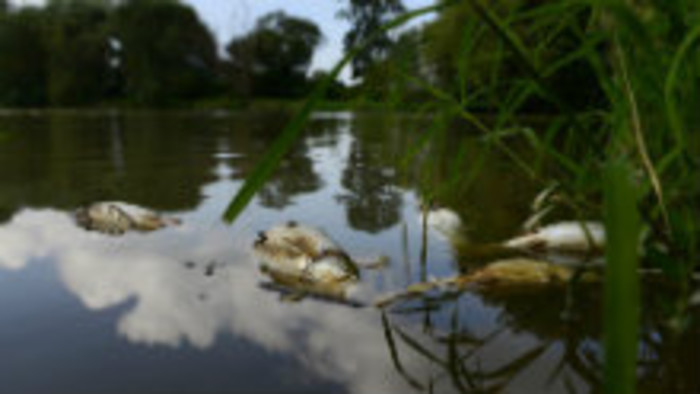 Úhyn rýb v Malom Dunaji zatiaľ nemá vinníka