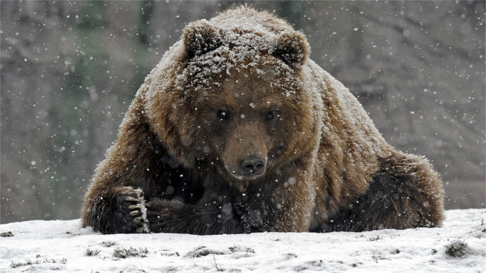 Watch out for bears while skiing in Slovakia