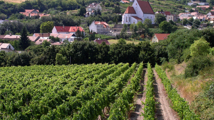 Najvyššie položené vinohrady vo Svätom Jure