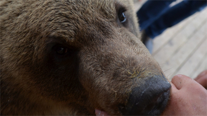 Bär streicheln im Zoo Kontakt in der Mittelslowakei