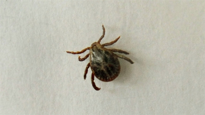Number of people infected with tick-borne encephalitis increases