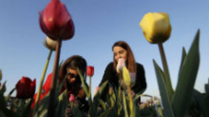 Bratislavu čaká Tulipánový pochod