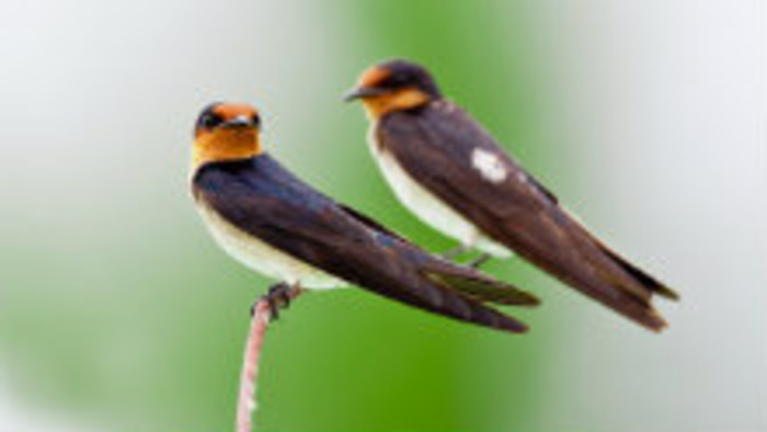 Sťahovavých vtákov z roka na rok ubúda