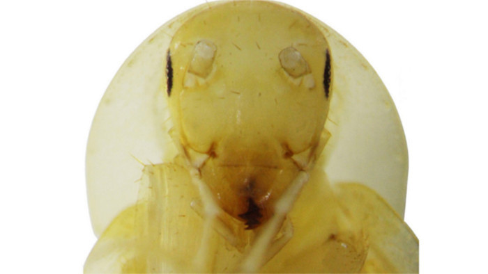Slowakische Wissenschaftler entdeckten neue Kakerlake