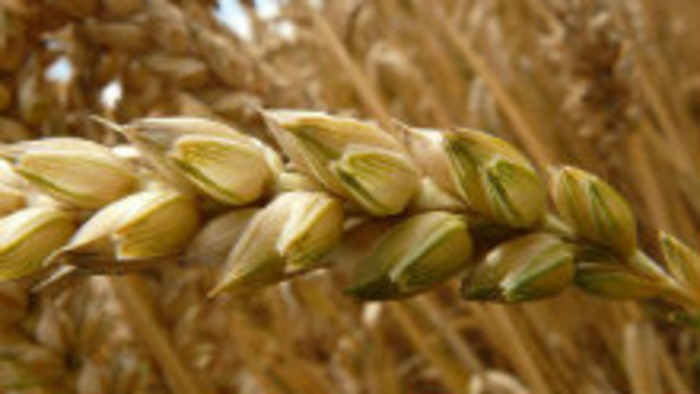 Na poliach dozrieva pšenica