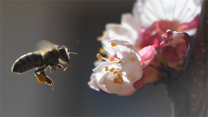 Убытки от гибели пчел в этом году превысят 3,6 млн. евро
